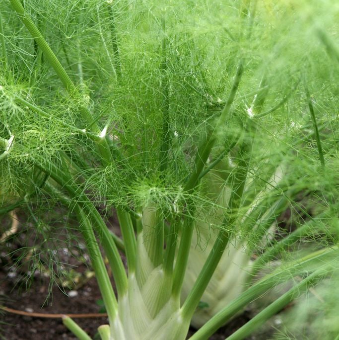Florence fennel