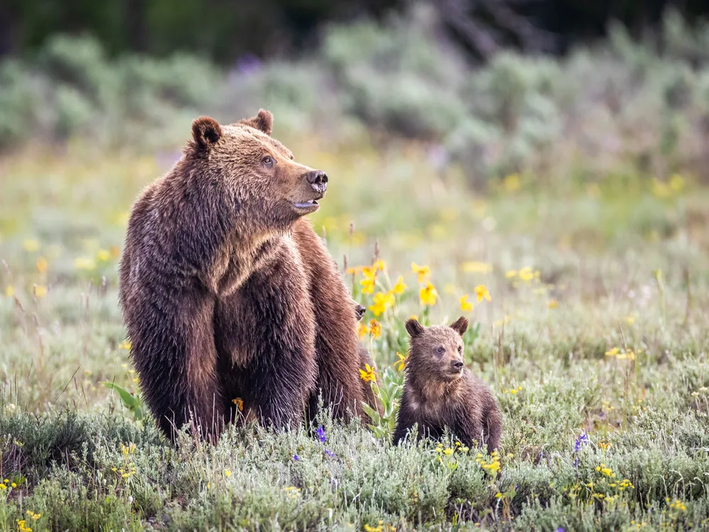 Grizzly 399 with a cub