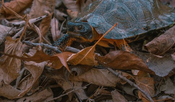 A small wood turtle stands in a pile of fallen leaves in a forest