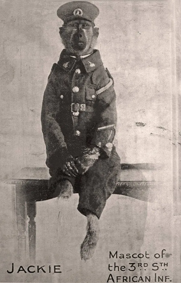 Jackie, a baboon who served in the Third South African Infantry Regiment