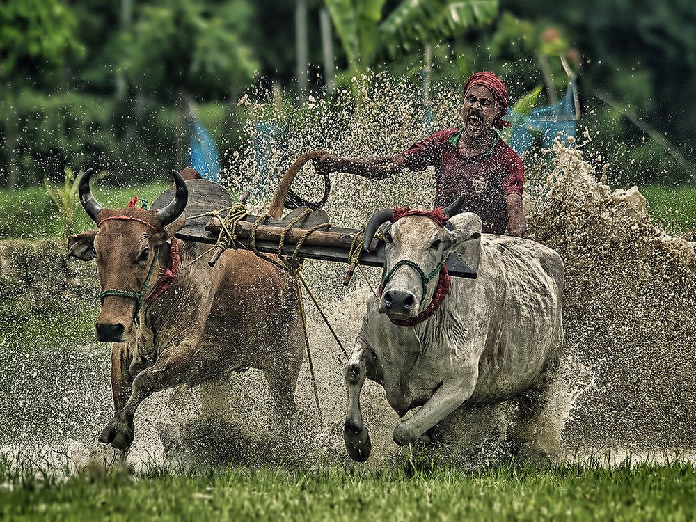 cow racing