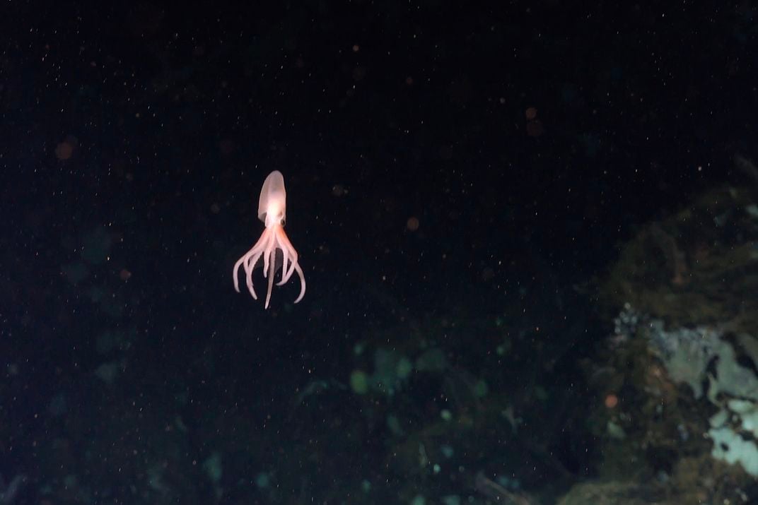 a newly hatched octopus swims upward in a dark ocean