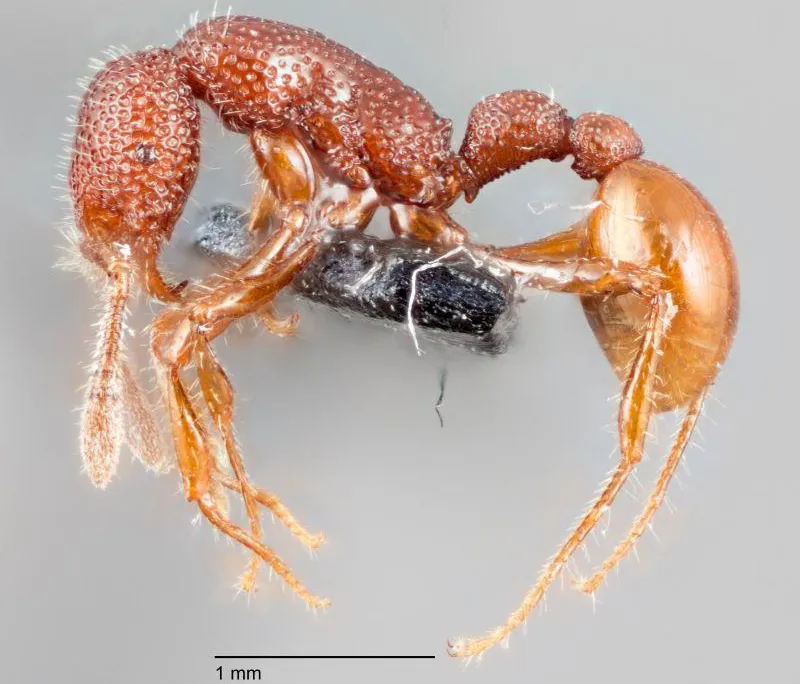 (スー)ANT★REX T. Rex Ants Found Alive for the First Time