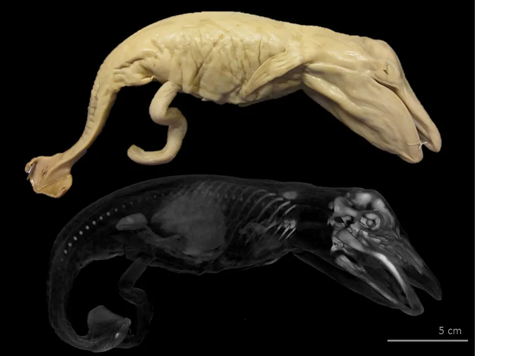 Rare Collection of Whale Fetuses Reveals the Evolution of Cetacean Hearing