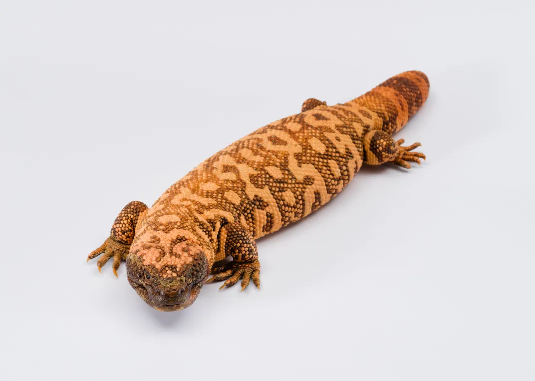 What Natural History Objects Represent Your State? You Can Find Out in This New Exhibition of More Than 600 Specimens and Artifacts