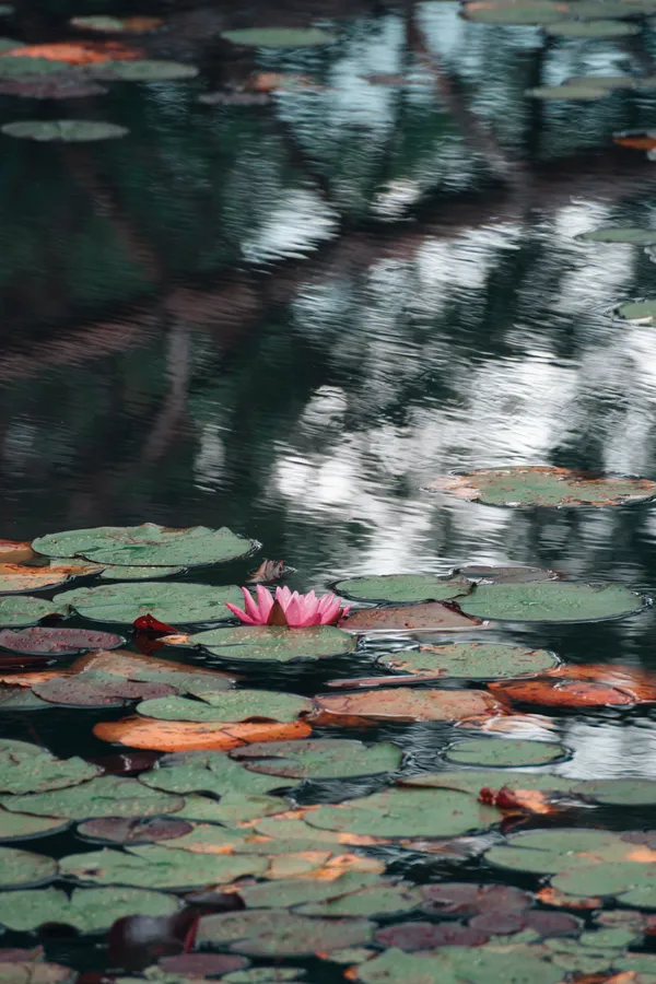 Inspired by Monet’s Waterlilies thumbnail