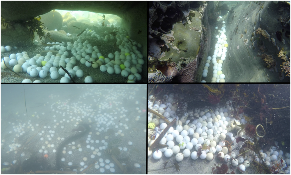 A High Schooler Discovered Thousands of Golf Balls Polluting California’s Coastal Waters