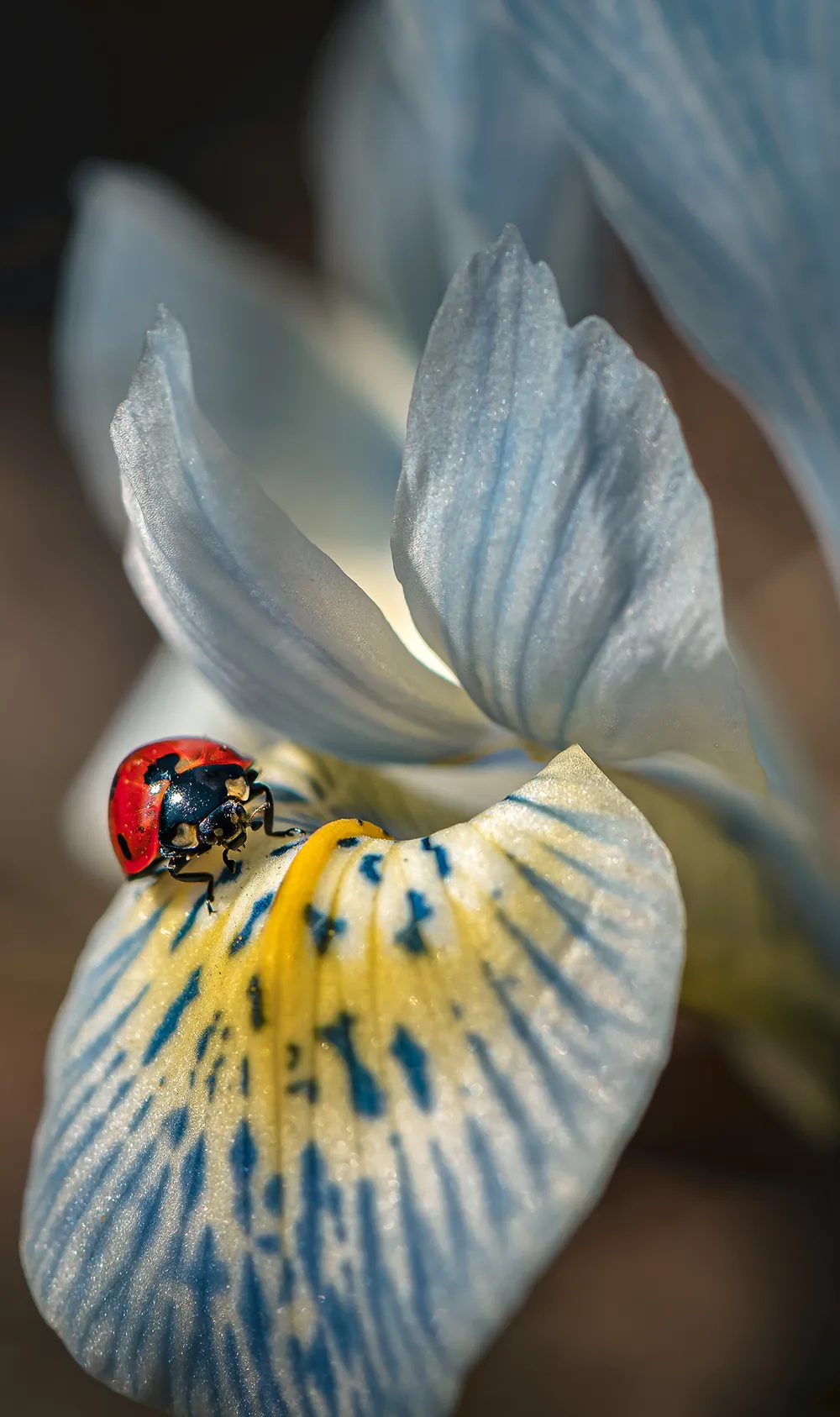 Seven-point ladybug in early spring on iris.