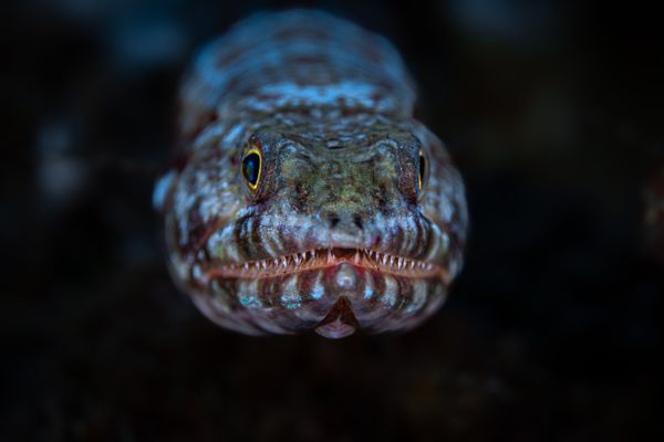A close up portait of a lizard fish thumbnail