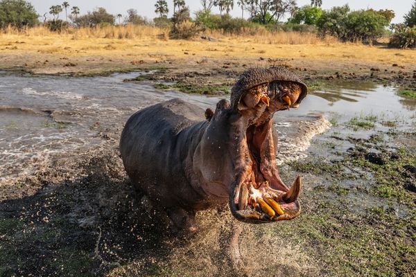 Hippo Charging our vehicle thumbnail