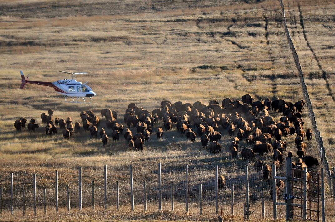 Helicopter leading bison into holding area