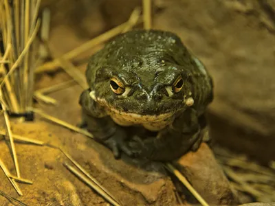 Sonoran Desert toads live at least ten years and possibly as many as 20.&nbsp;