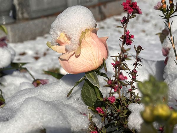 Snow-capped rose near Clinton, Tennessee thumbnail