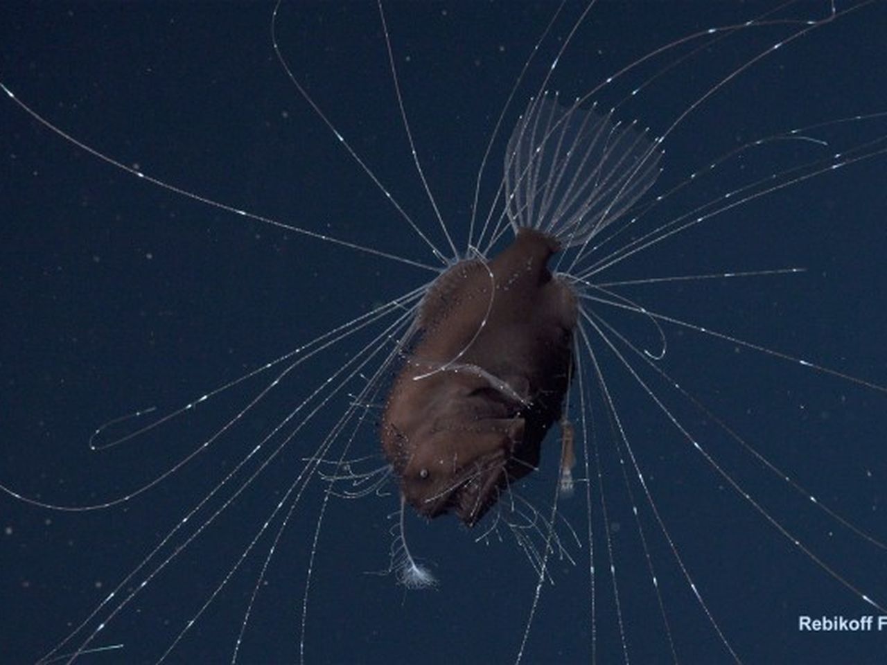 Female Angler Fish Balls Anglerfish Actual Size : R/interestingasfuck