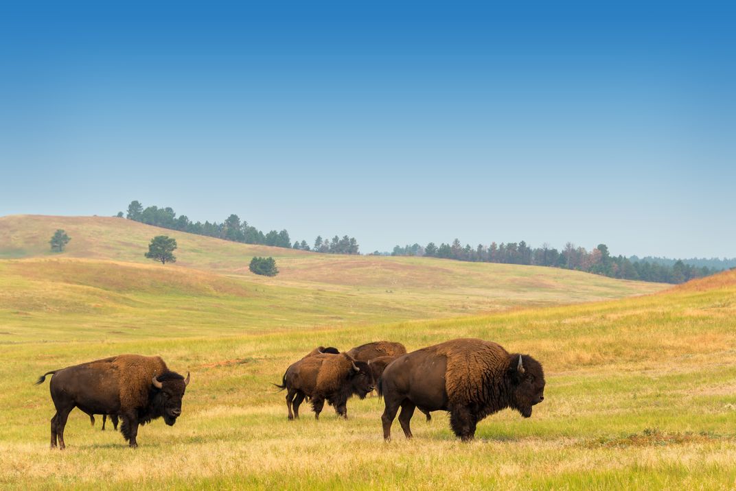 Bison in Custer State Park, South Dakota