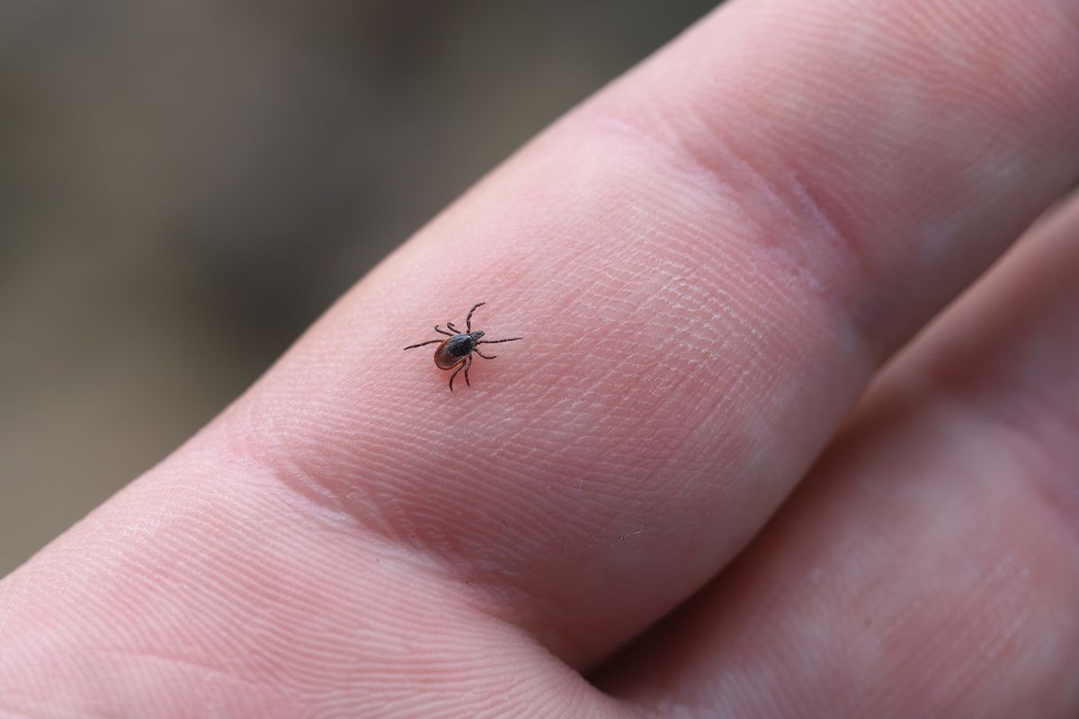 At-home test for infected ticks could improve Lyme Disease diagnosis