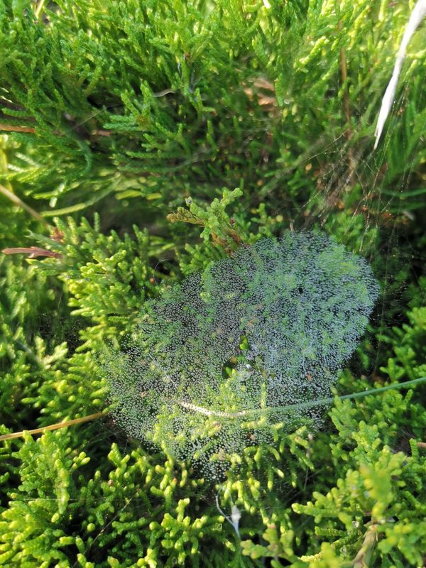 Dewdrops on the cobweb thumbnail