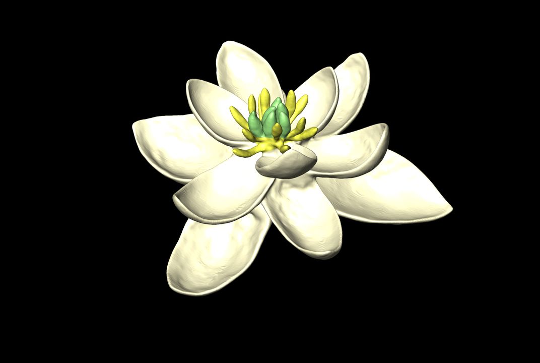 What Did the Ancestor of All Flowers Look Like? | Smart News ...
