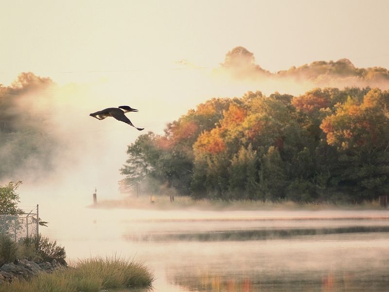 Belted Kingfisher on a foggy river | Smithsonian Photo Contest | Smithsonian Magazine