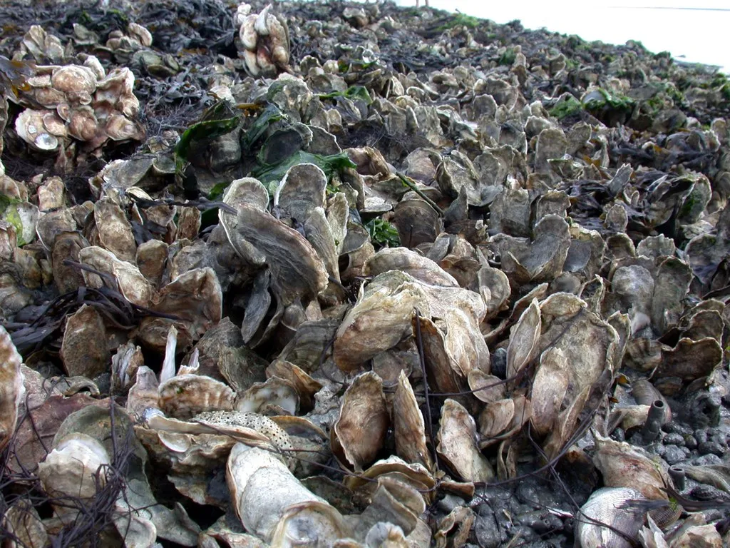 A group of oysters congregating into a reef