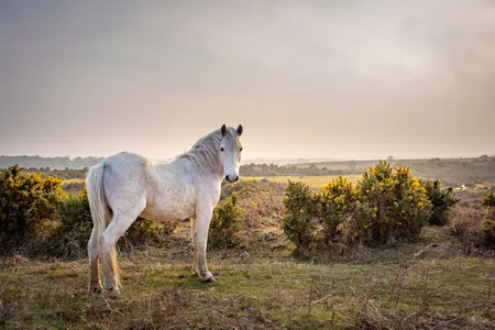 In the largest-ever study of horse bones to date, researchers examined equine remains from 171 unique archaeological sites including castles and medieval horse cemeteries.