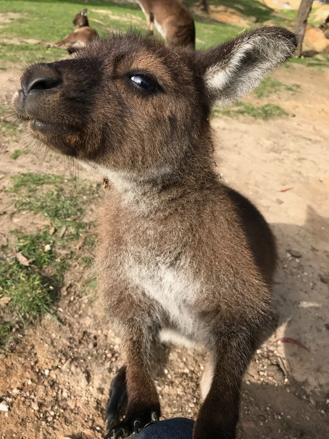 A grinning young kangaroo