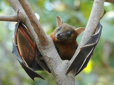 A fruit bat with large, dark eyes, big ears and light brown fur wraps its gray wings around a tree branch.