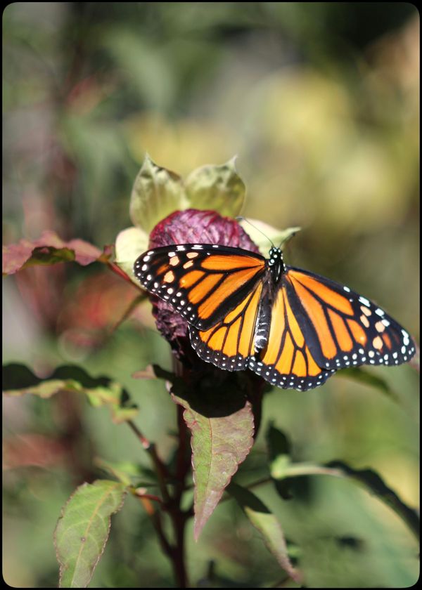 Female Monarch In My Garden... thumbnail