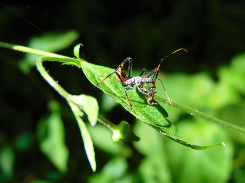 Tennessee Assassin Bug Eating a Bee For Lunch Smithsonian Photo