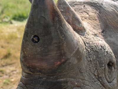 A tiny camera is embedded in the horn of a black rhino.