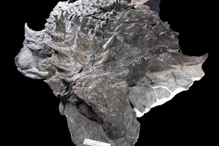 The well-preserved nodosaur fossil