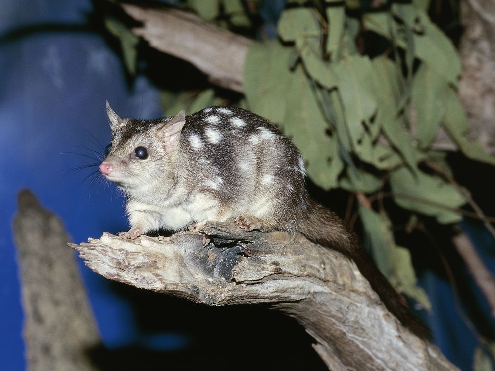 a quoll on a branch