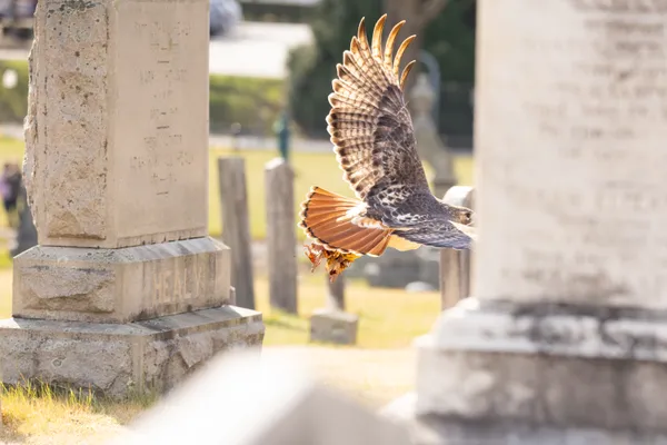 Hawk in a Graveyard thumbnail