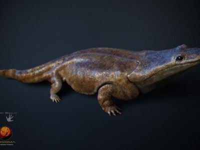 A model of Metoposaurus algarvensis