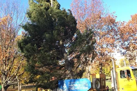 The 45-foot Christmas tree is installed in Boston Common.