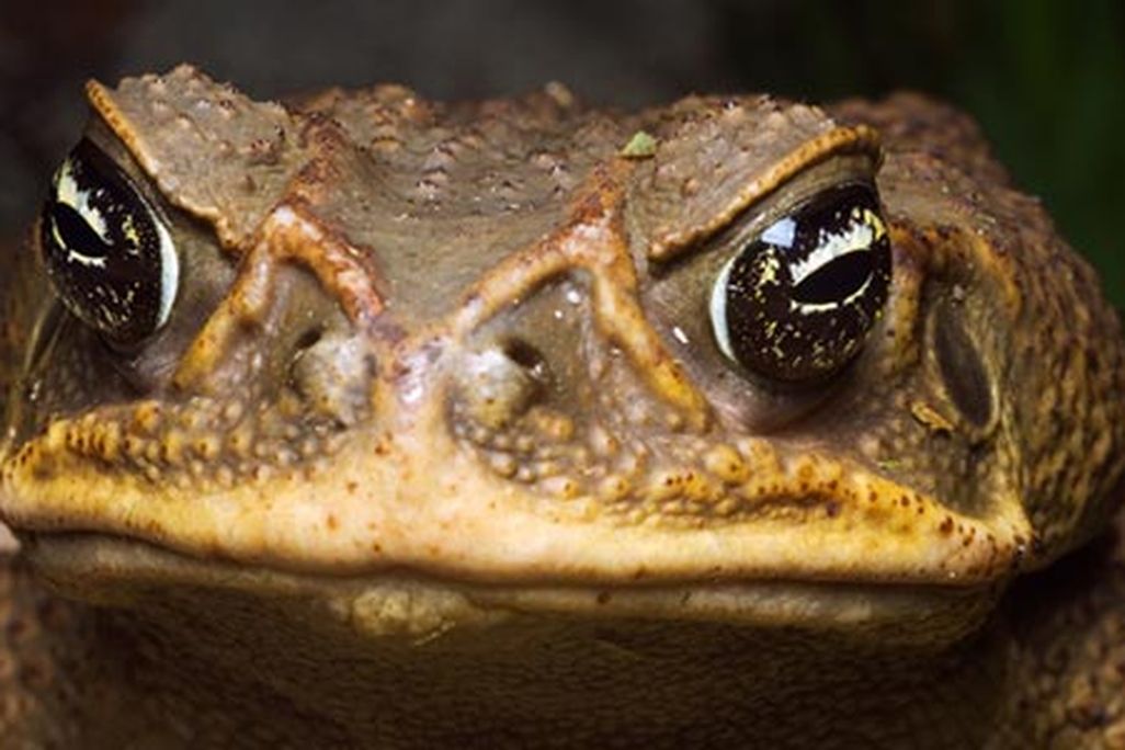Cane toad