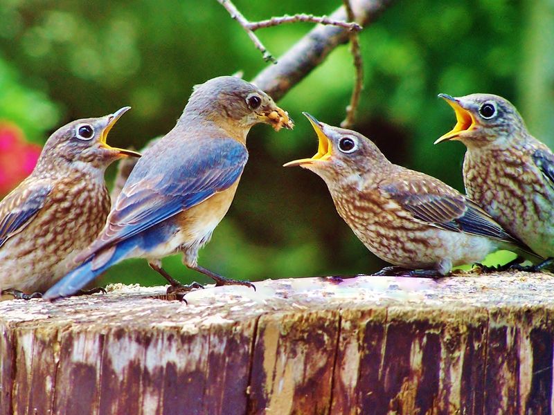BlueBird Feeding It's Fledglings Smithsonian Photo Contest Smithsonian Magazine