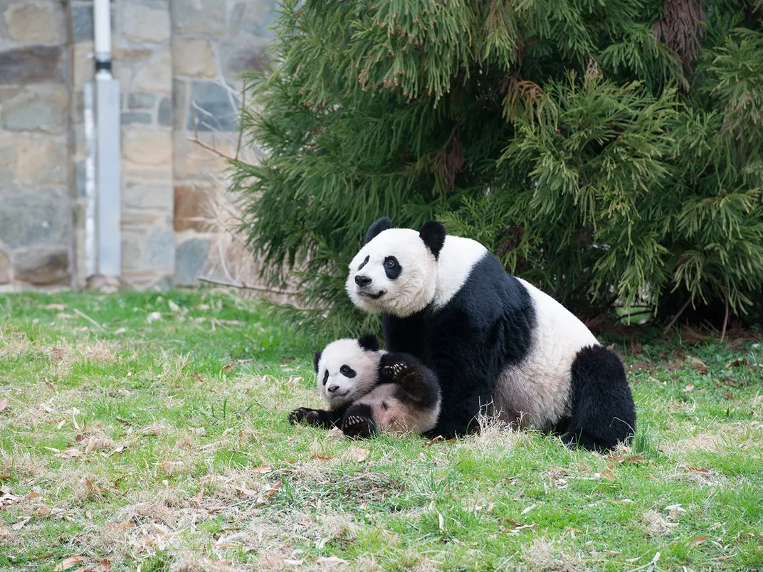 Mei Xiang and her cub Bao Bao, born in 2013