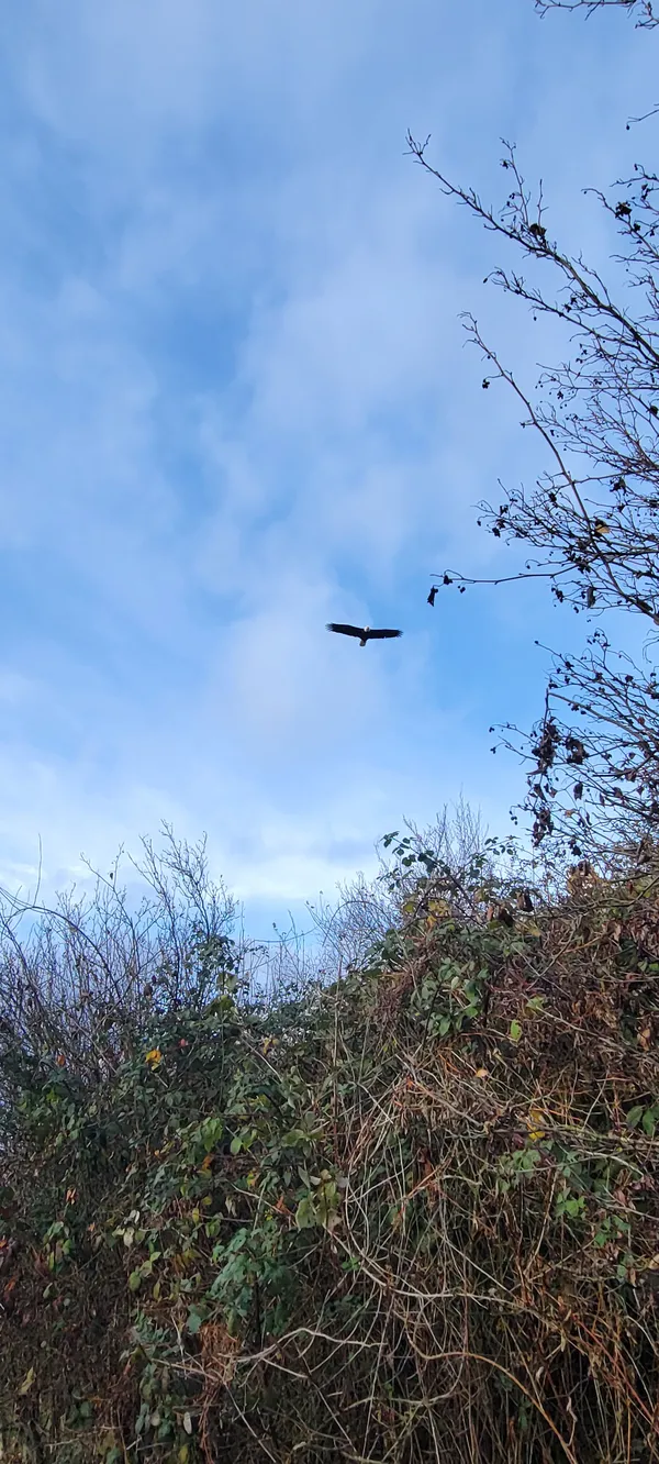 Soaring Eagle at Discovery Park thumbnail