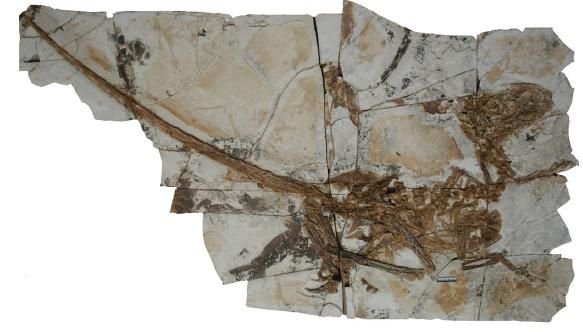 20110520083158tianyuraptor-skeleton.jpg