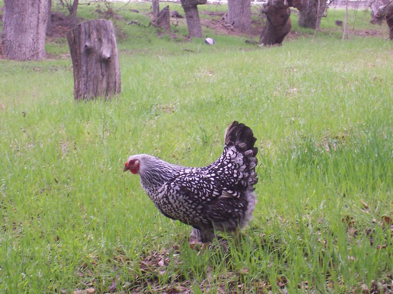 Chicken in Grass Smithsonian Photo Contest Smithsonian Magazine