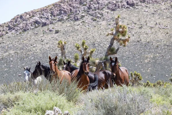 Horses in the Desert thumbnail