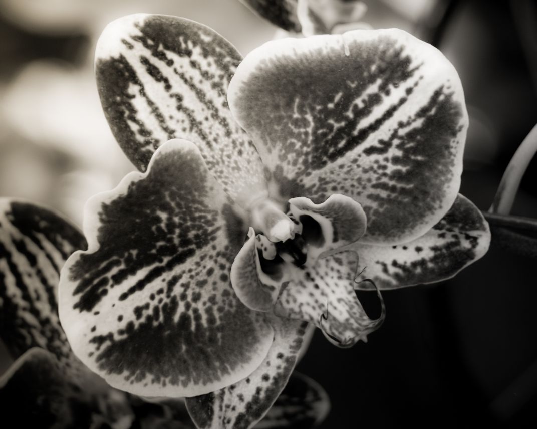 Orchids | Smithsonian Photo Contest | Smithsonian Magazine