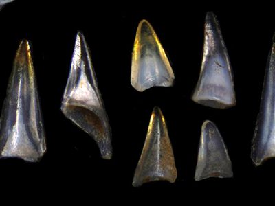 A collection of fish teeth and shark scales from the Early Cenozoic period.