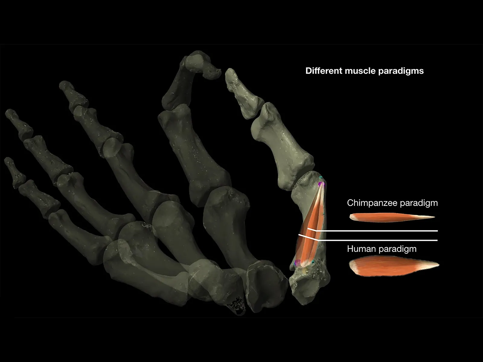 How Dexterous Thumbs May Have Helped Shape Evolution Two Million Years Ago, Science