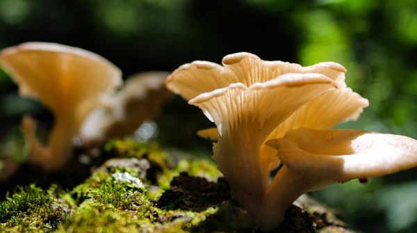 Fungi Tree thumbnail