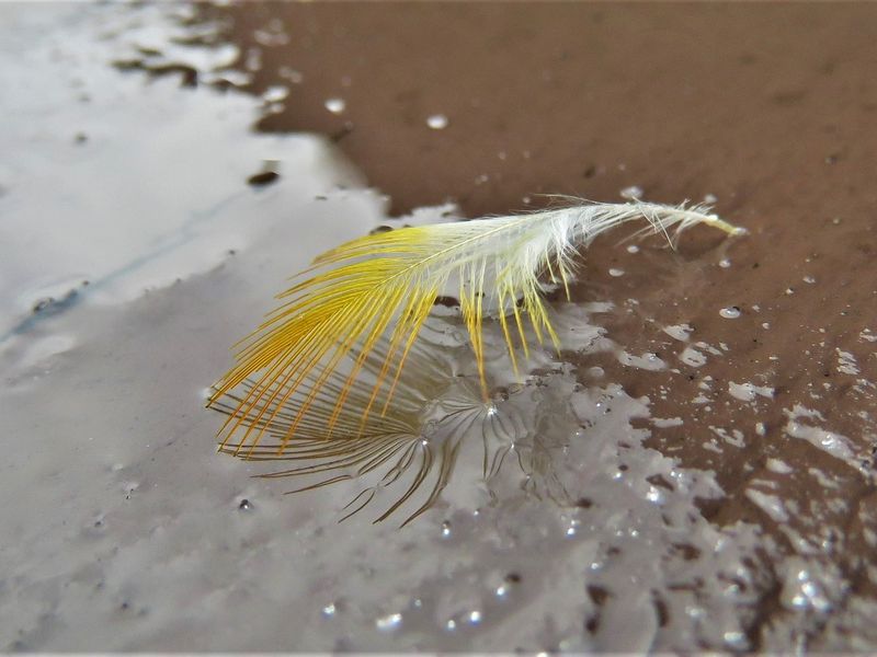 yellow feather Smithsonian Photo Contest Smithsonian Magazine