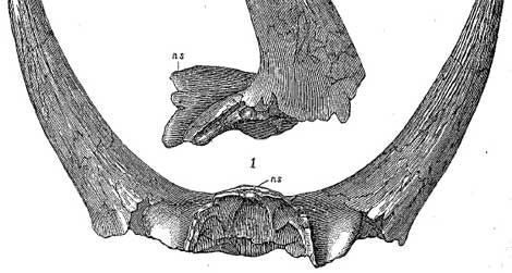 The horns of Marsh's Bison alticornis, now recognized as those of a ceratopsian dinosaur.