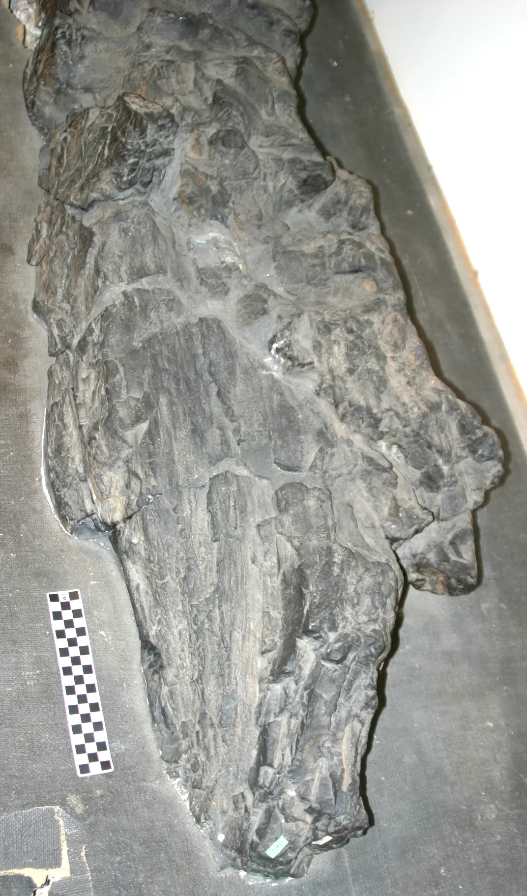 a fossil of Prototaxites