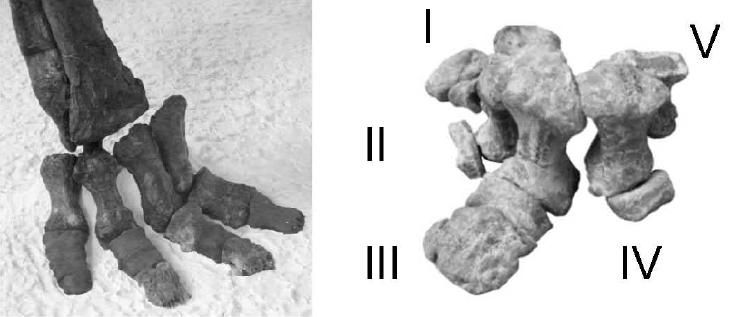 20110520083249ankylosaur-foot.jpg